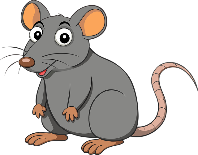 Muis